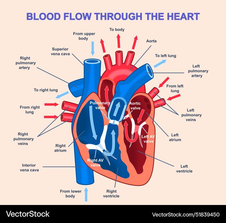 <p><span style="color: rgb(43, 49, 80)">The right atrium receives blood from the __________.</span></p>