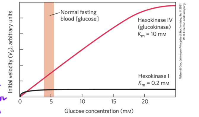 <ul><li><p>glucokinase 4 has a Km for glucose of 10 mM</p></li></ul><ul><li><p>hexokinase has Km for glucose of 0.1 mM</p></li><li><p>so glucokinase works better in glucose rich environments to bind and convert glucose</p></li></ul><p></p>