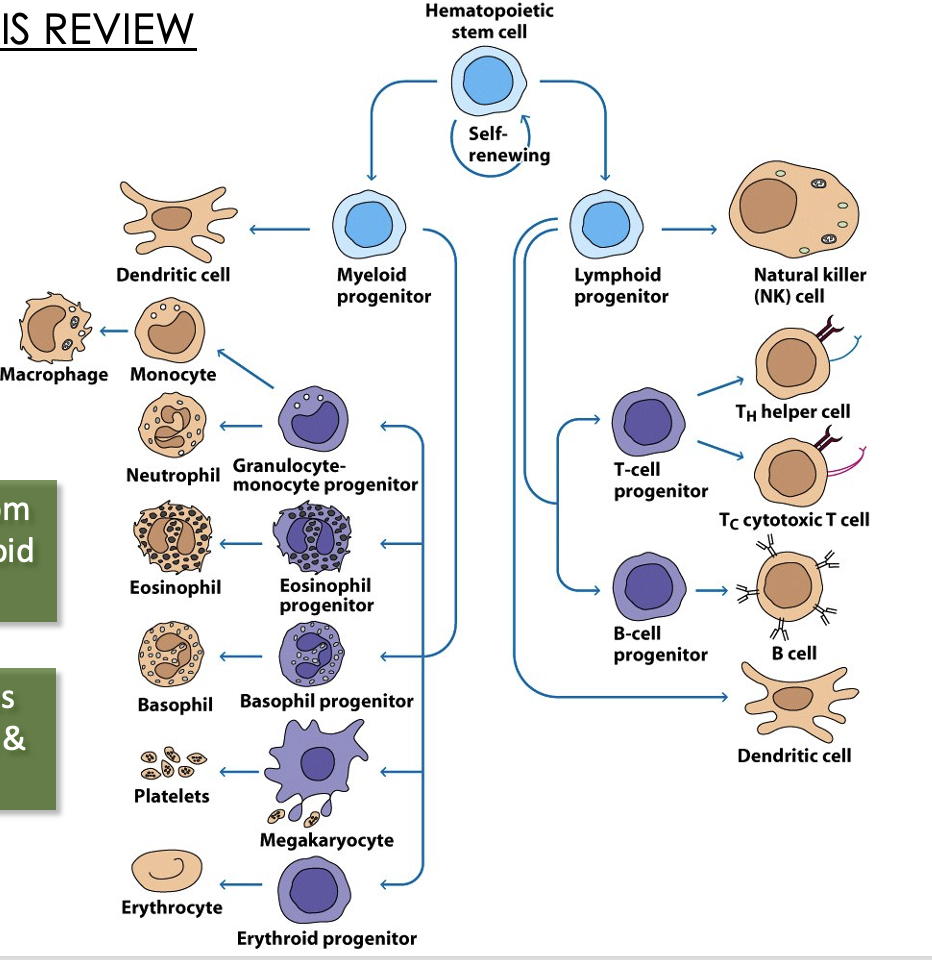 <ul><li><p>DCs can derive from myeloid or lymphoid progenitors</p></li><li><p>Subtle differences btw myeloid and lymphoid DCs</p></li></ul><p></p>