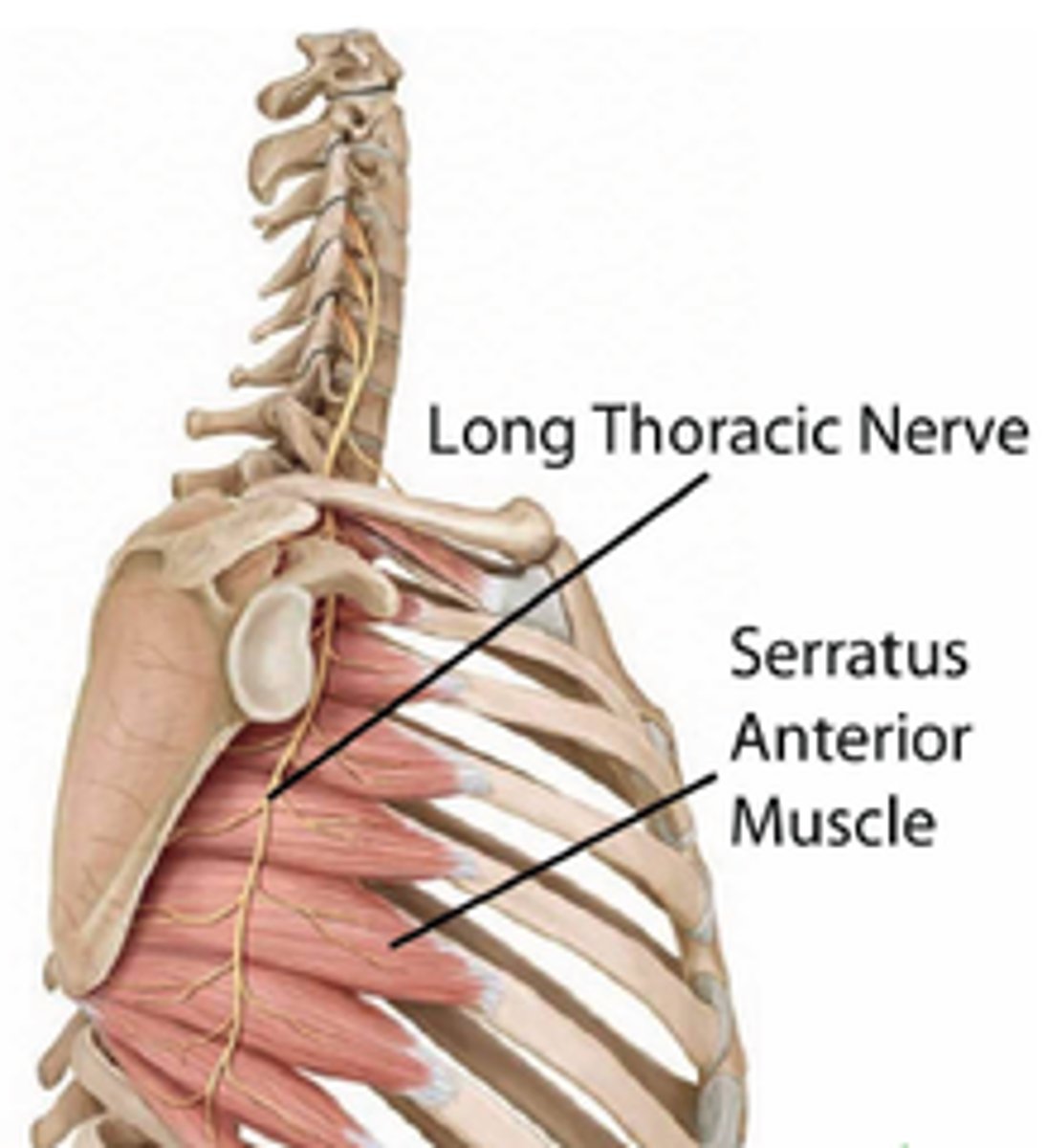 <p>long thoracic nerve</p>