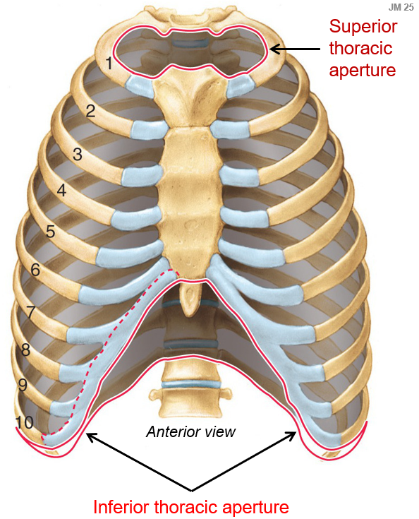 <p>The <strong>superior thoracic aperture</strong> (thoracic inlet) is the opening at the top of the thoracic cavity that connects to the <strong>neck</strong>. </p><p>The <strong>inferior thoracic aperture</strong> (thoracic outlet) is the opening at the bottom of the thoracic cavity that connects to the <strong>abdomen</strong>.</p>