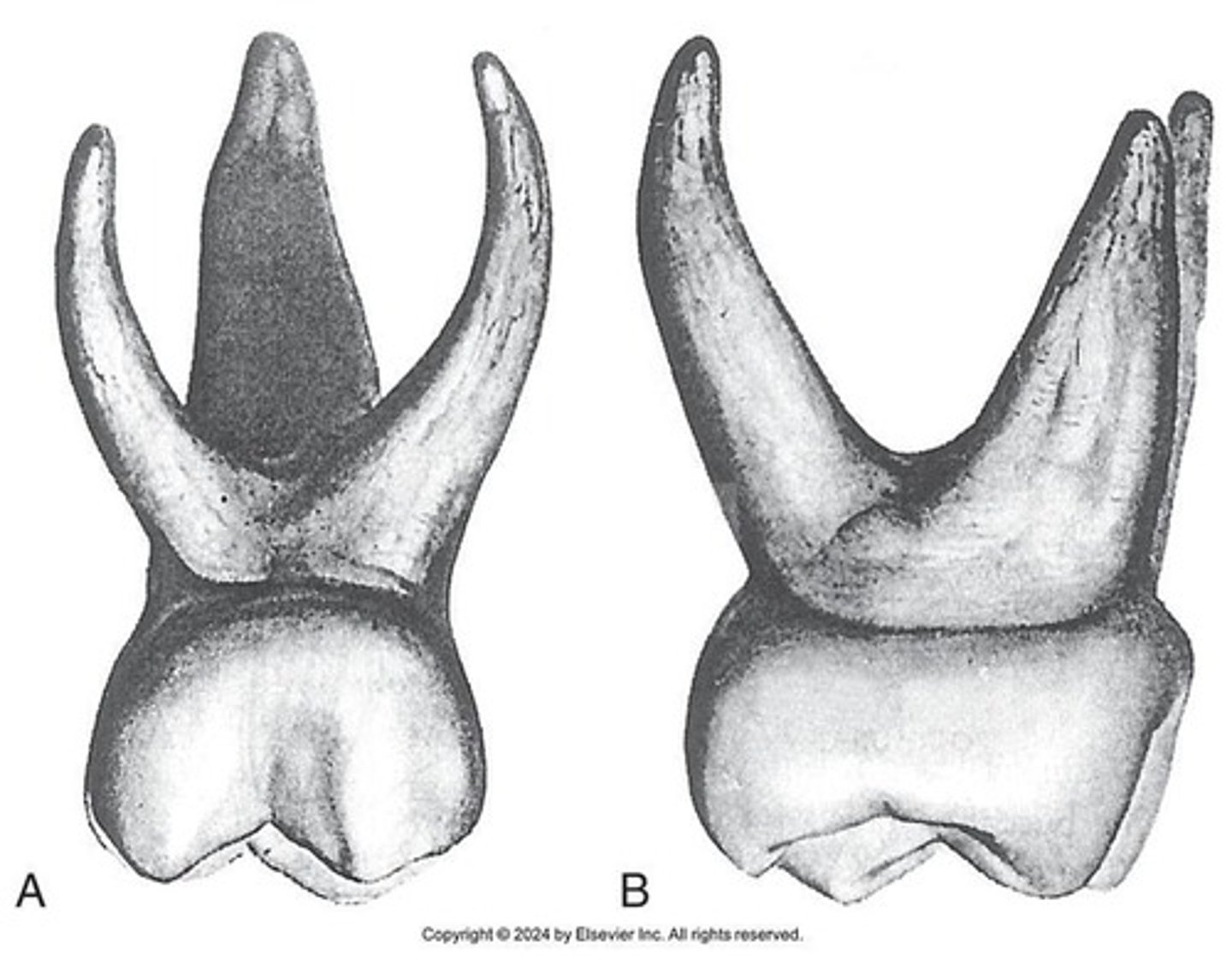 <p>It usually has three roots and three canals, with the mesiobuccal root often having two canals.</p>