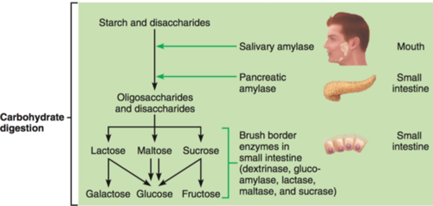 <p>-fiber not digested by humans bc contains cellulose and we do not make cellulase in our bodies</p><p>-starts in mouth by salivary amylase</p><p>-in duodenum by pancreatic amylase</p><p>-in intestine by enterocytes -lactase, sucrase, maltase and alpha dextrinase)</p>