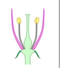<p>Superior ovary. Stamens and perianth hypogynous</p>