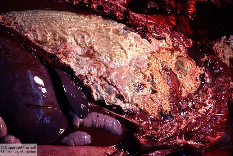 <p><span style="background-color: transparent;">What inflammatory marker is seen here?</span></p>