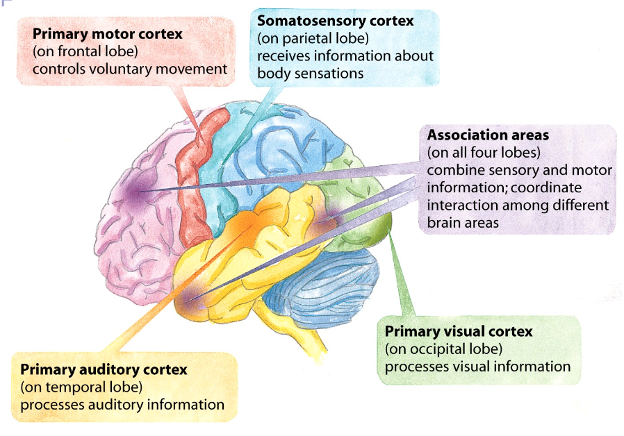 <p>area at the rear of the frontal lobes that controls voluntary movements</p>