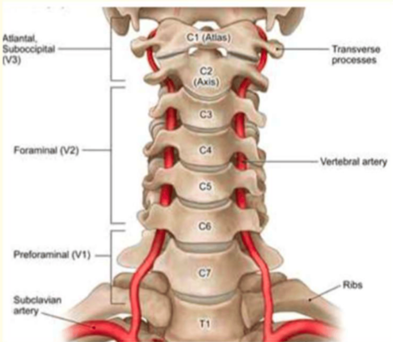 <p>Axis; dens (odontoid process)</p>