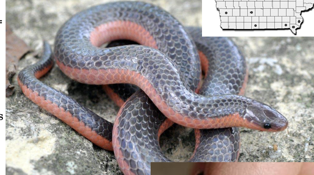 <p>western worm snake </p><ul><li><p>black/grey, belly pink/reddish color extends up to sides</p></li><li><p>pointed head, small eyes</p></li><li><p>scales <u>smooth and glossy,</u> anal plate <u>divided</u></p></li></ul><p></p>