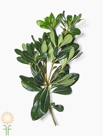 <p>Common Name:</p><p>Scientific Name: </p><p>Flower Type:</p>