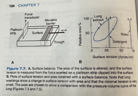 <ul><li><p>Consists of a tray containing saline on which a small amount of test material is placed and the area of the surface is then alternately expanded and compressed while the surface tension is measured</p></li><li><p><span>Adding detergent reduces the surface tension, but this is independent of area</span></p></li><li><p><span>Adding lung washings yields the curve in 7.7B</span></p><ul><li><p><span>Surface tension changes greatly with the surface area and there is hysteresis</span></p></li><li><p><span>Surface tension falls to extremely low values when the area is small</span></p></li></ul></li></ul><p></p>