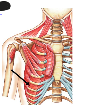 <p>Origin: Inferior border of rib above</p><p>Insertion: Superior border of rib below</p><p>Action: Elevates rib cage during inspiration</p>