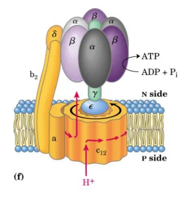 <ul><li><p>alpha and beta alternate like orange segments - rigid</p></li><li><p>gamma in central axle - moves</p></li><li><p>delta in peripheral stalk </p></li></ul><p></p>