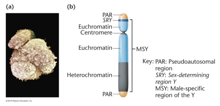 <ul><li><p>pseudoautosomal region (PAR)</p><ul><li><p>synapses with X chromosome during meiosis</p></li></ul></li><li><p>male-specific region of the Y (MSY)</p><ul><li><p>euchromatin containing SRY locus</p></li></ul></li></ul><p></p>