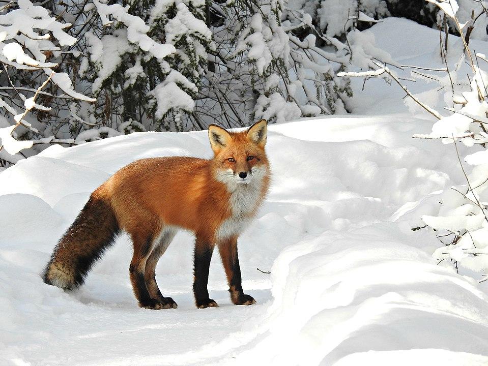 <p>Canidae - Vulpes vulpes</p>