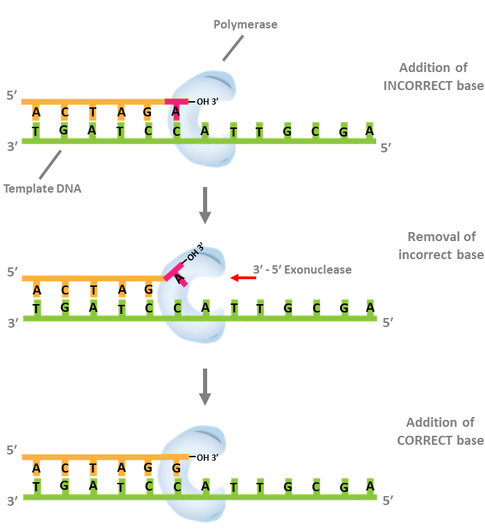DNA polymerase 1