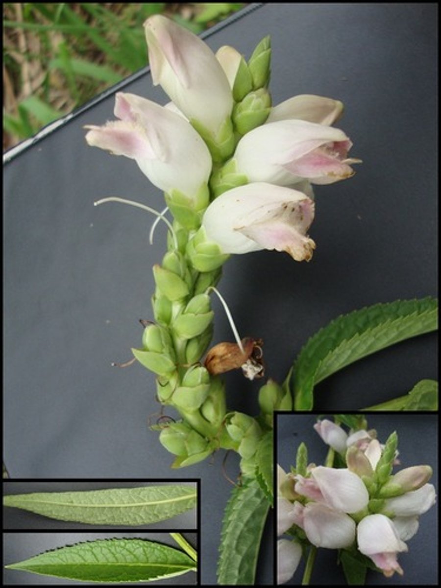 <p>white turtlehead</p>