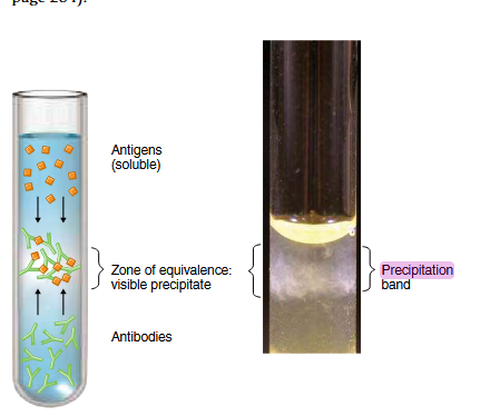 <p>Precipitation tests require an optimal ratio of antigen to antibody</p><p>Antigen/antibody placed adjacent to each other, and a cloudy line of precipitation forms in the area with the optimal ratio</p>