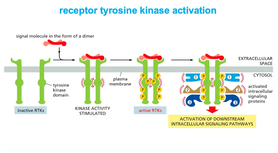 <p><em>Receptor tyrosine kinases (RTKs) are activated by ligand‑induced dimerization and autophosphorylation.</em></p><ul><li><p>A signal molecule (often a dimer) brings two RTK monomers together, forming a dimer that activates their cytosolic tyrosine kinase domains, which then <strong>cross‑phosphorylate tyrosines</strong> on each other’s tails.</p></li><li><p>The phosphotyrosines act as <strong>docking sites for intracellular signaling proteins</strong>, which bind, become activated, and launch downstream signaling pathways.</p></li></ul><p></p>