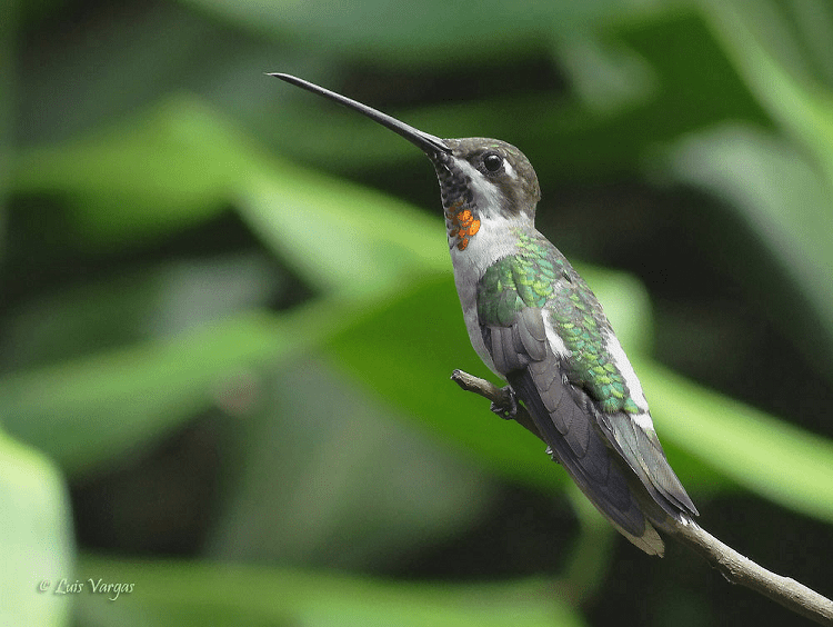 <p>Plain-capped Starthroat</p>