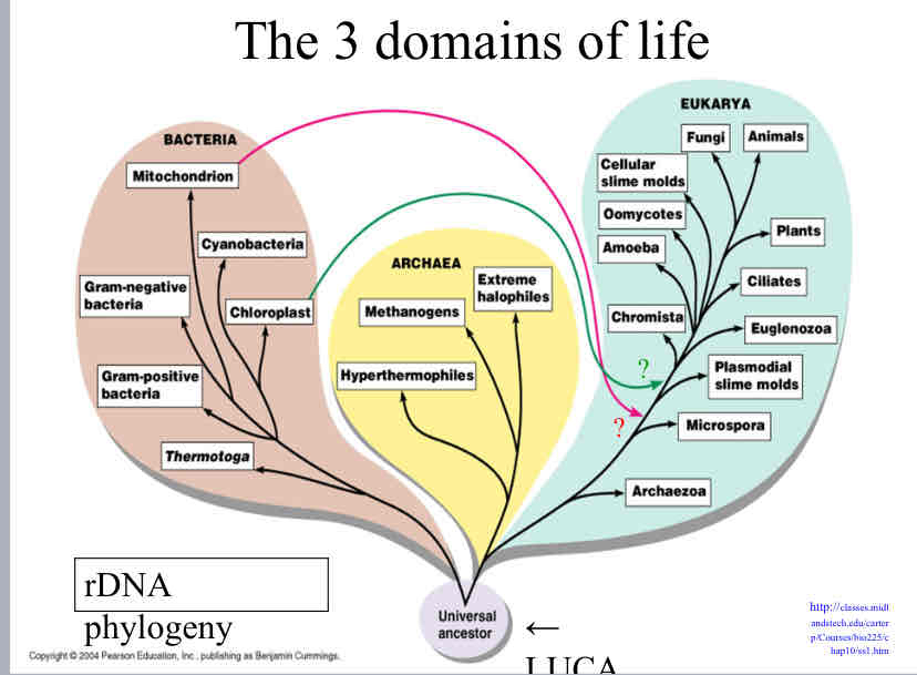 <p>3 domains of life</p>