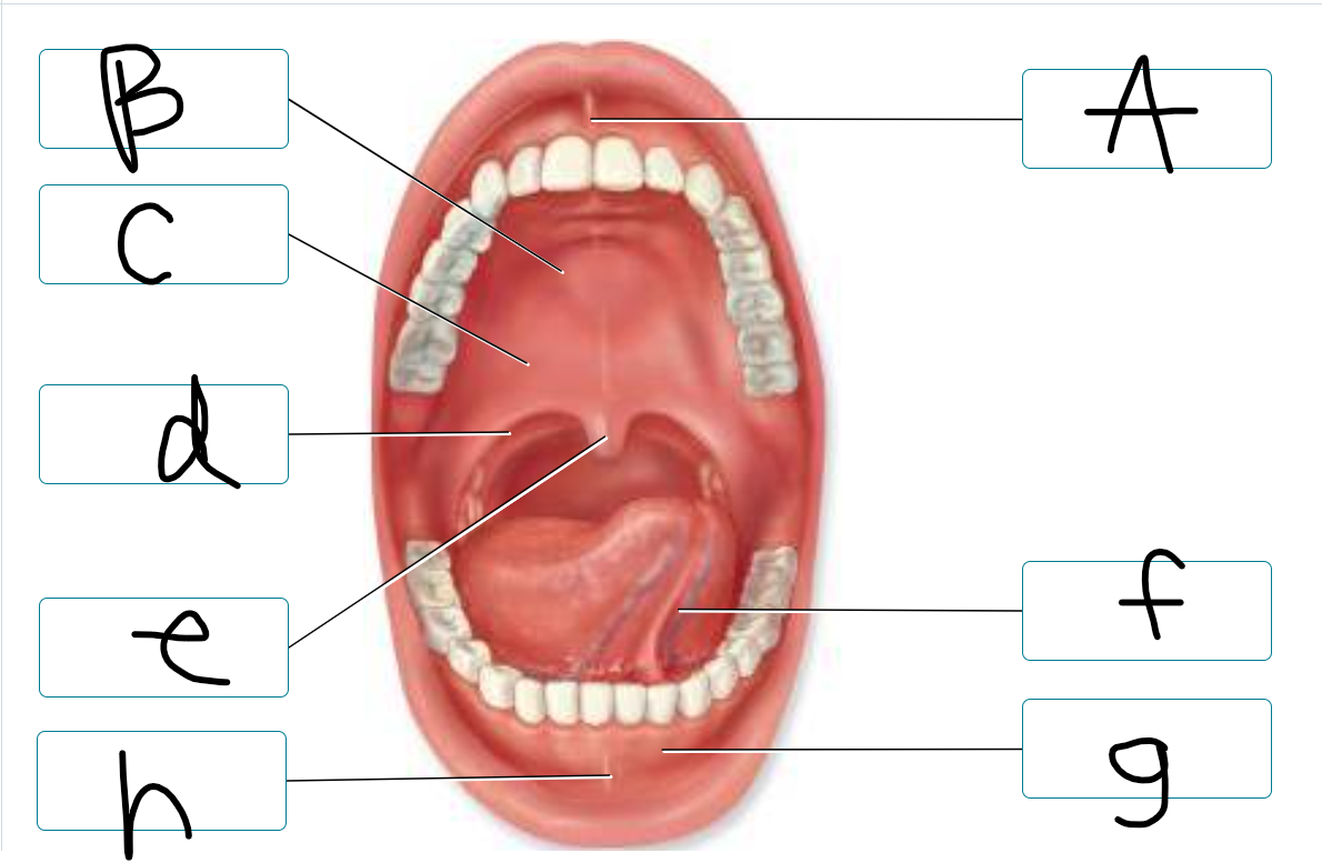 <p>label oral cavity</p>