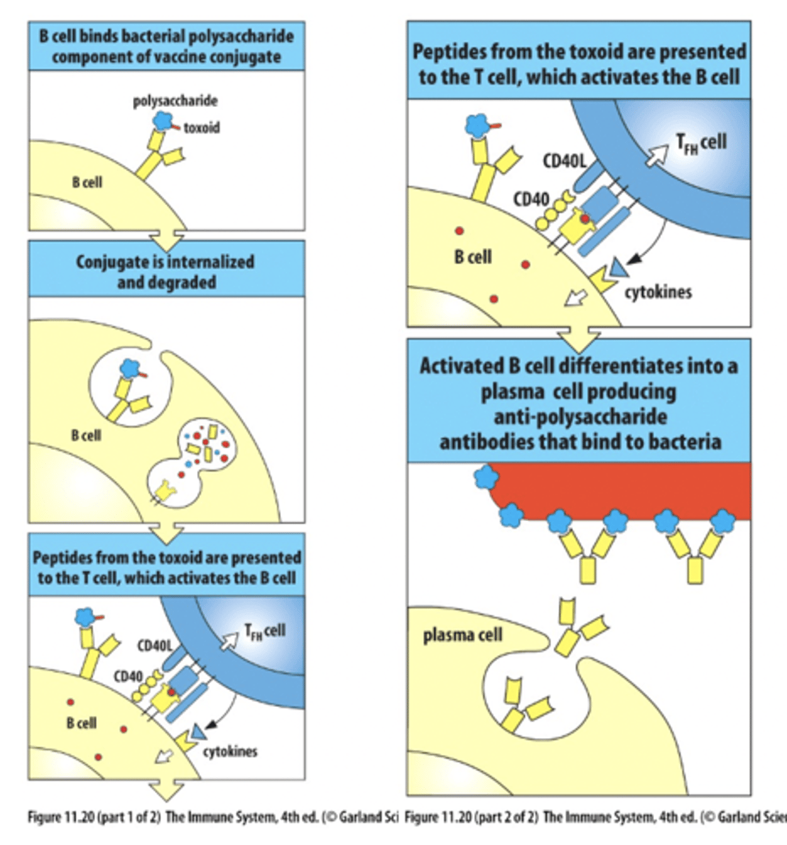 <p>specialized immunizations that chemically link a weak bacterial sugar coating (polysaccharide) to a strong carrier protein to trigger antibody production</p>