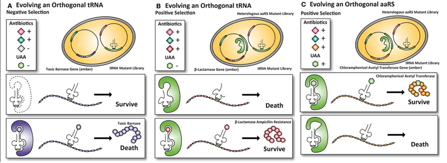 <p>negative selection: endogenous aaRS charging tRNA kills cell (toxic barnase)</p><p>positive selection; orthogonal aaRS charging tRNA keeps cell alive (beta-lactamase amber)</p><p>positive selection; selects for mutant aaRS amino acylated tRNA (chloramphenicol acetyl transferase amber)</p>