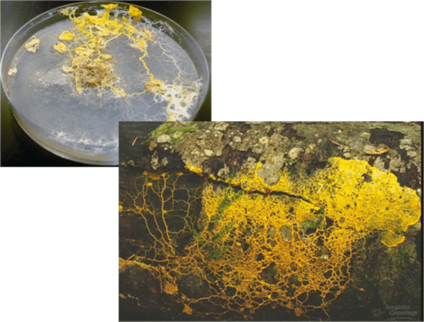<p>• Referred to as “slime molds” or “water molds”</p><p>• Not the same as fungi molds</p><p>Heterotrophic – includes decomposers &amp;</p><p>saprobes that feed on non-living organic matter</p>