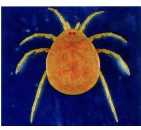 <p>importance: C3, open, clean water</p><p>ecology: usually avoided by fish due to chemicals on their skin</p><p>life: CM</p><p>feeding: carnivorous, bloodsucking</p>