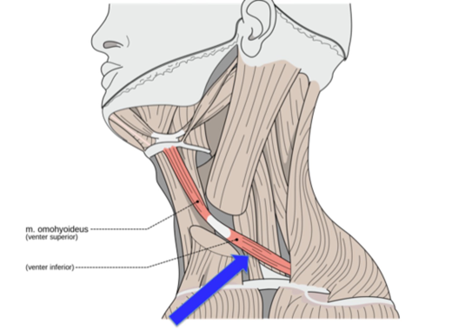 <p>scapula</p>