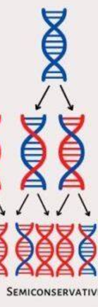 <p>when we replicate 1 strand of DNA is new and 1 is old</p>