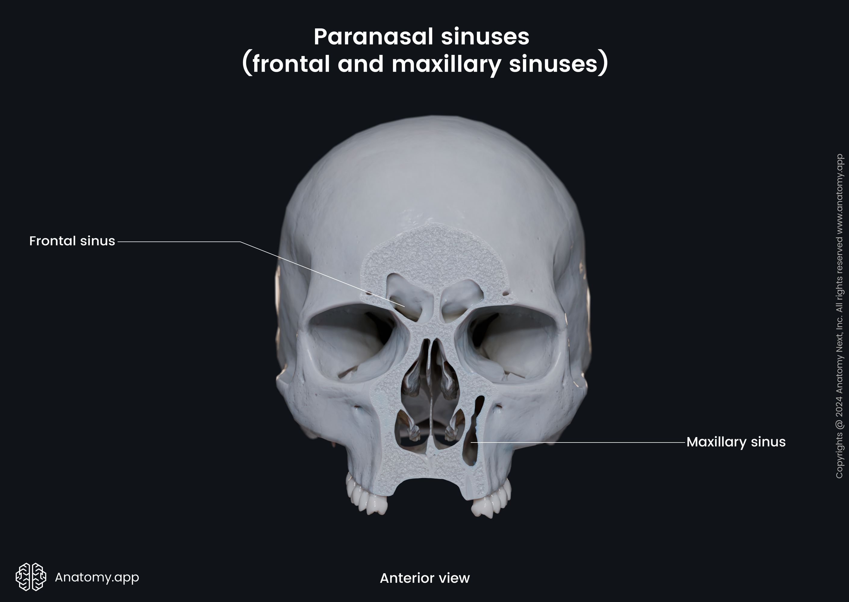 <p>frontal bone</p>