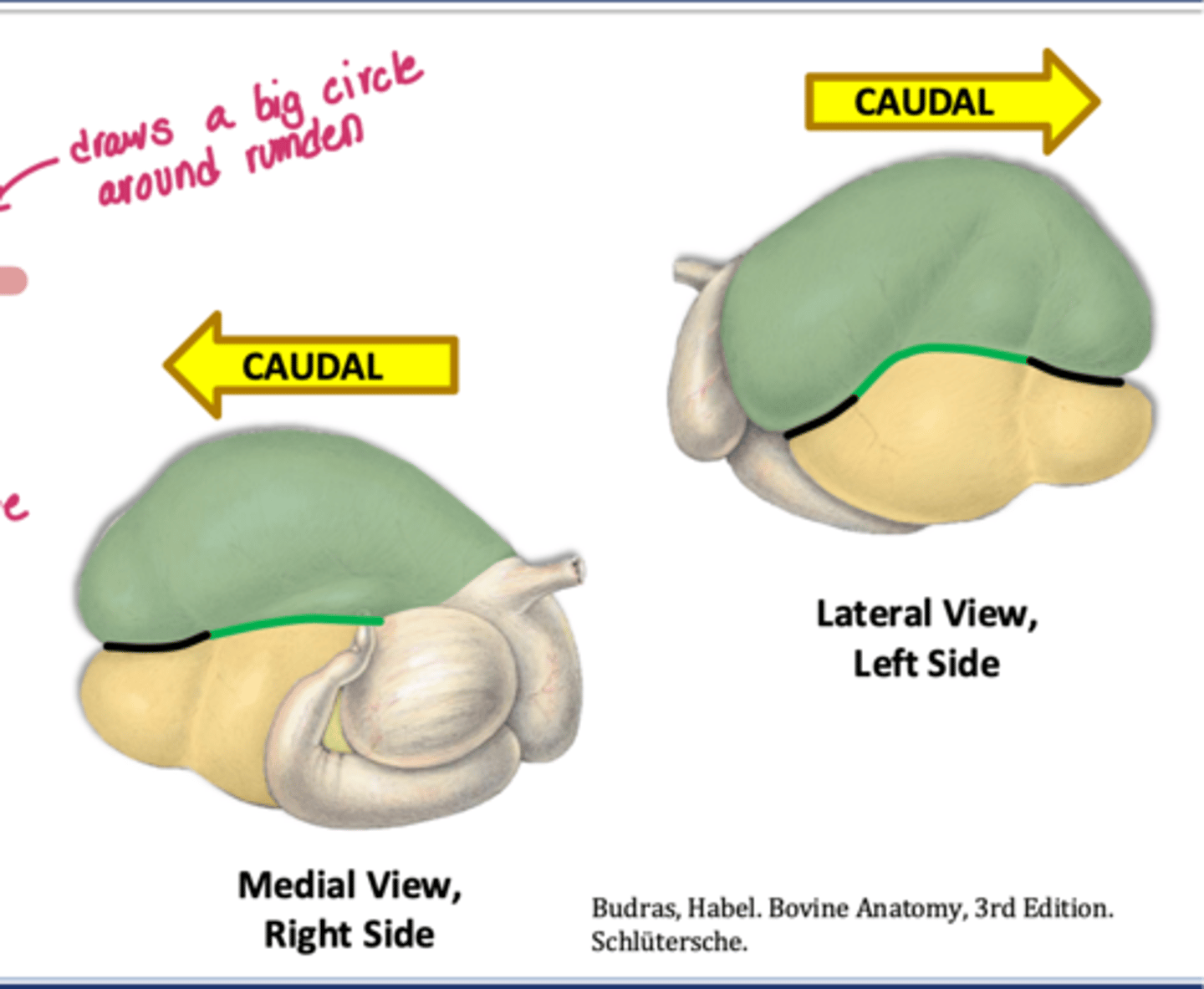 <p>what ruminal sacs are indicated here which are divided by longitudinal and cranial and caudal groove</p>