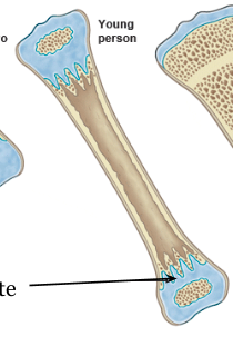 <p>growth plates</p><p>where growth of the bone occurs (same as ossification centers)</p>