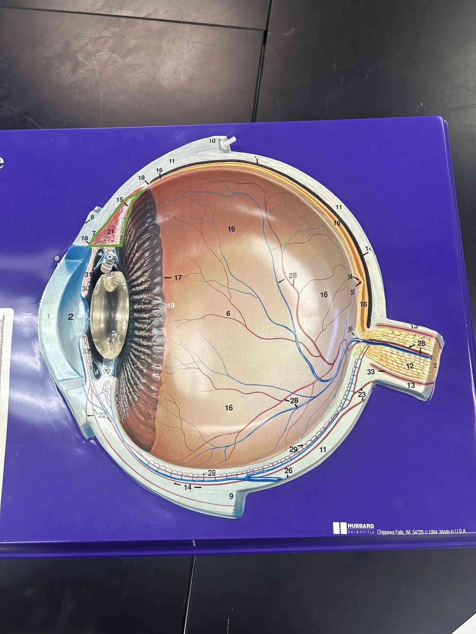 <p>ring of muscle around lens</p>