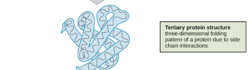 <p>amino acid R-group interactions —&gt; 3d folding </p>