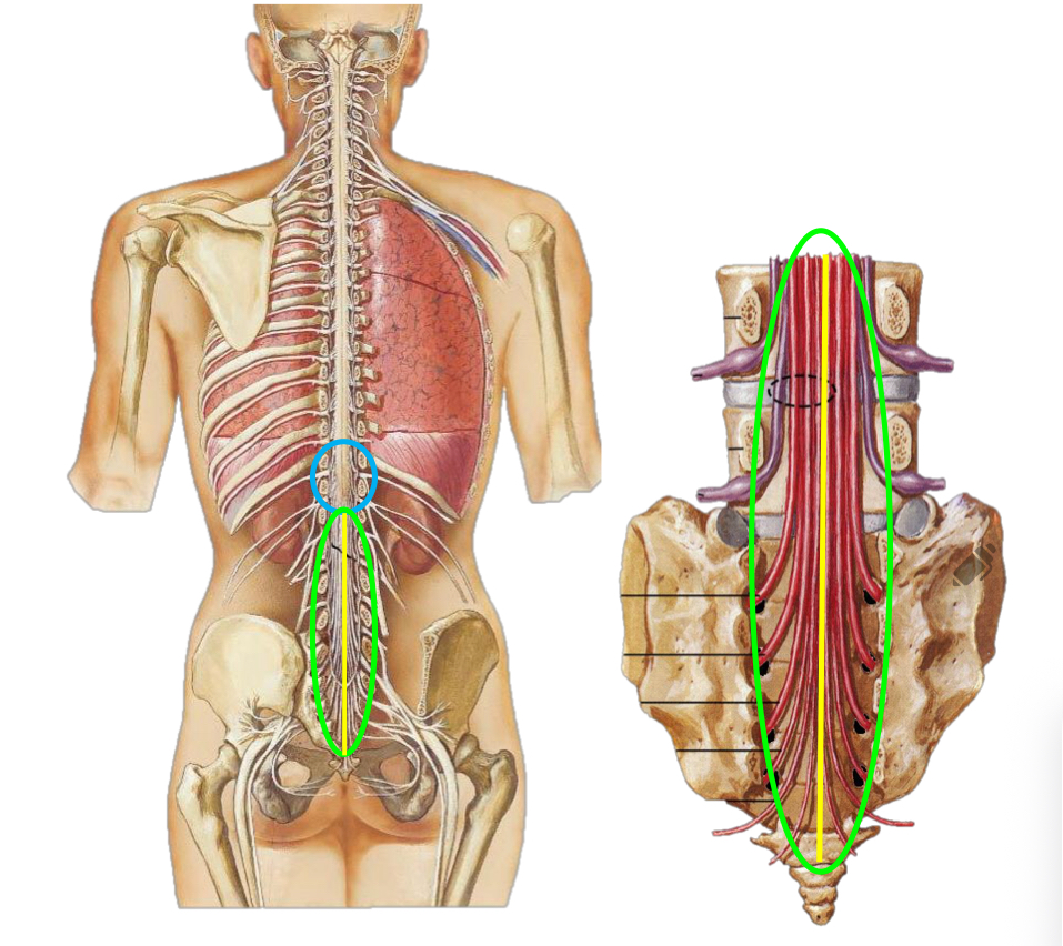 <p>What is the green circle </p>