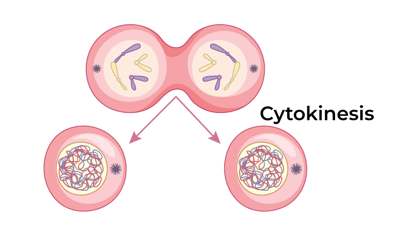 <p>division of the cytoplasm to form two separate daughter cells</p>