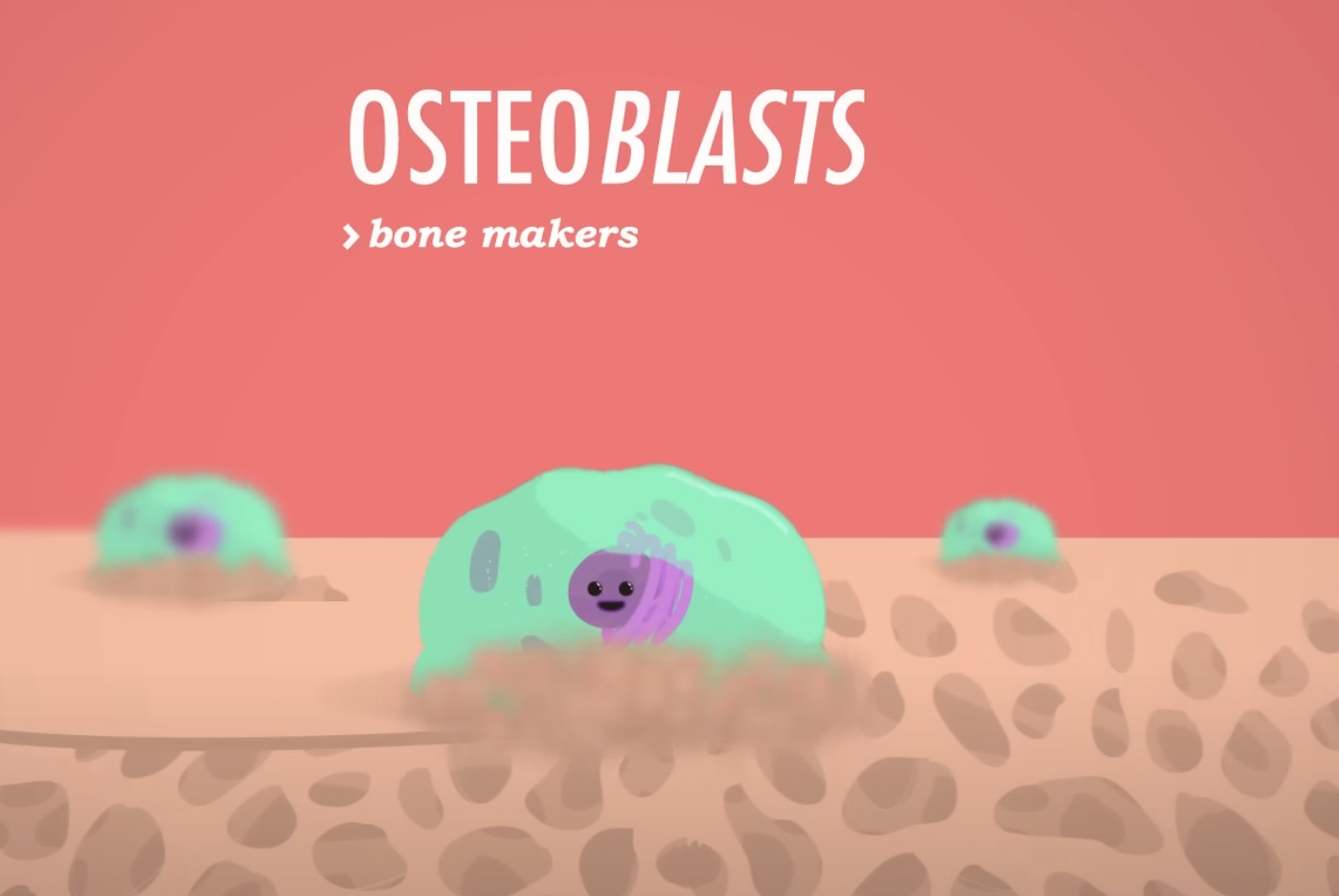 <p><strong>Osteoblasts</strong> will then <span style="color: blue"><strong>rebuild </strong></span><strong>bone matrix</strong></p>