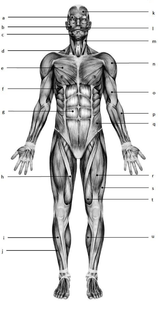 <p>serratus anterior</p>