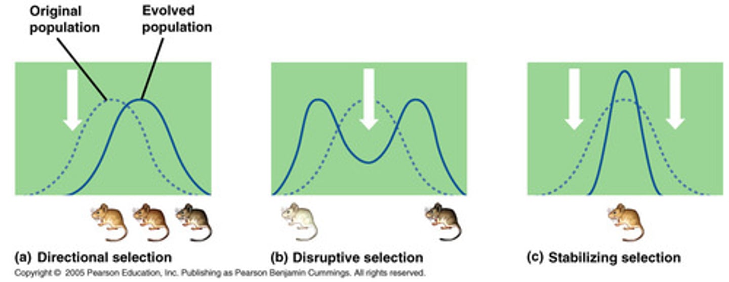 <p>stabilizing selection, directional selection, disruptive selection</p>