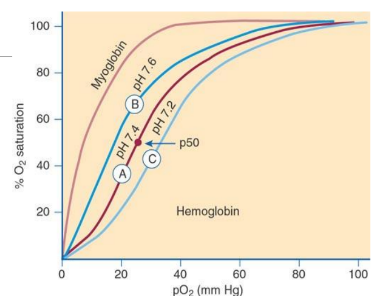 <p>Oxygen Dissociation Curve</p>