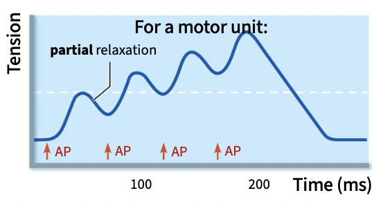 <p><span style="color: rgb(0, 0, 0);">If the APs are closer, the second contraction begins before the first relaxation finishes</span></p><ul><li><p>contractions build open each other, refractory period is shorter than the time it takes the muscle to fully relax</p></li></ul><p></p>