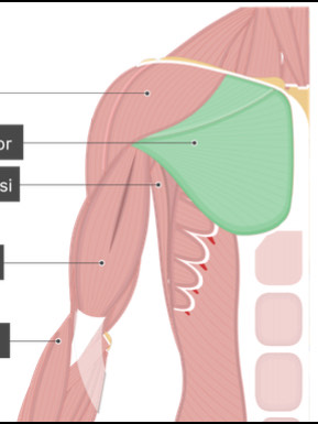 <p>Muscle between Pectoral Appendage and Vertebral Column of Thorax</p>