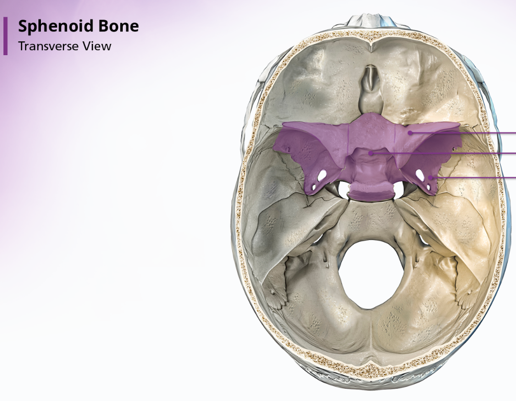 <p>Sphenoid Bone</p>