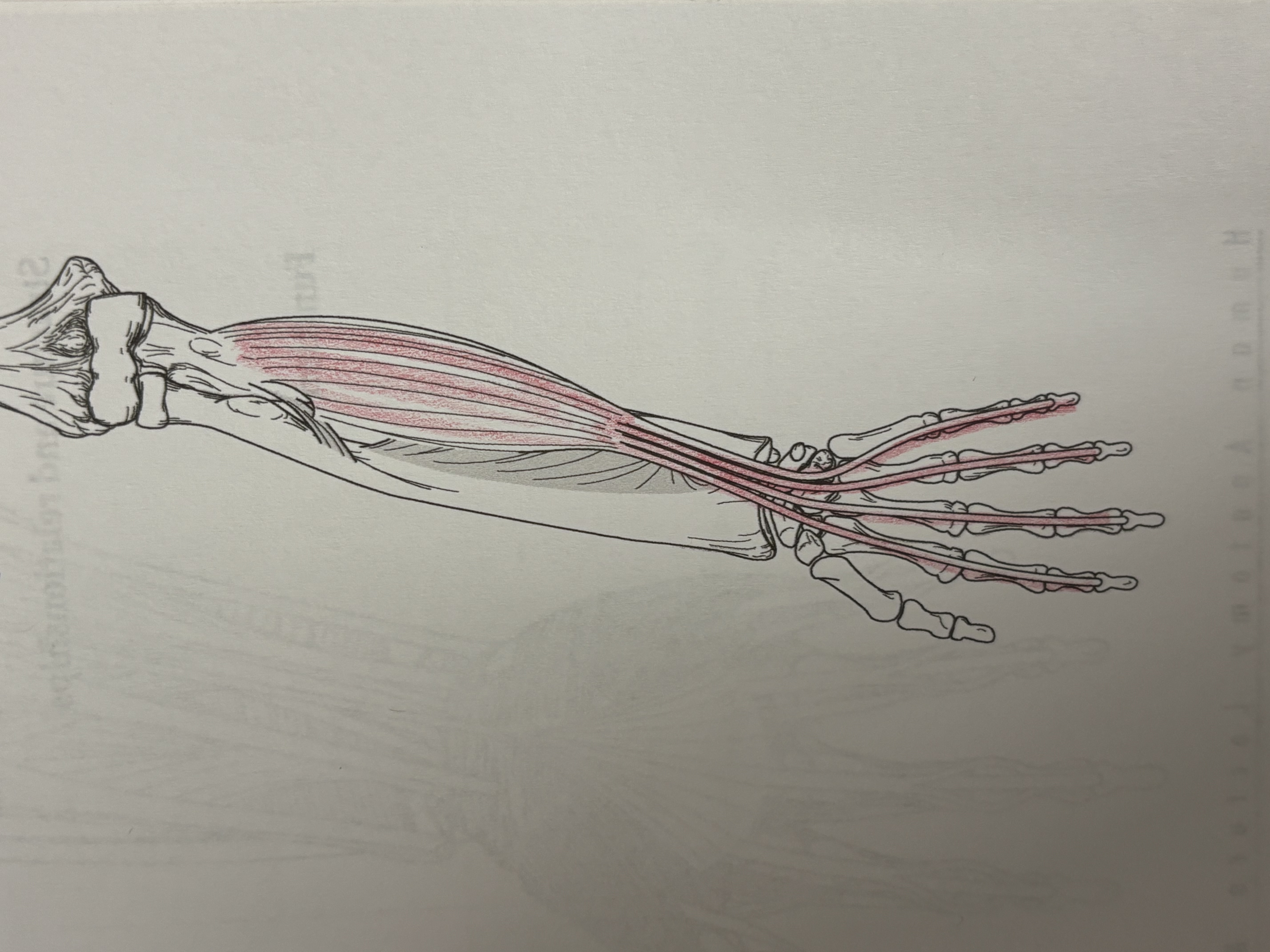 <p>What muscle is this</p>