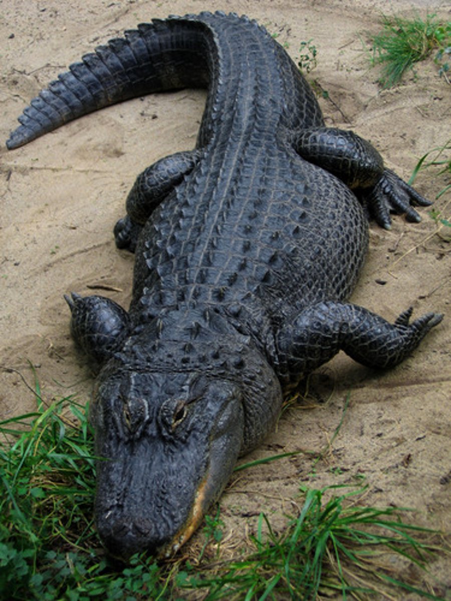 <p>Alligator mississippiensis</p>