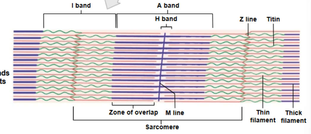 <p><strong>Made up of the</strong></p><p>M line:</p><p>-The center of the A band</p><p>-At midline of sarcomere</p><p>H Band:</p><p>-The area around the M line</p><p>-Has thick filaments but no thin filaments</p><p>Zone of overlap:</p><p>-The densest, darkest area on a light micrograph </p><p>-Where thick and thin filaments overlap</p>