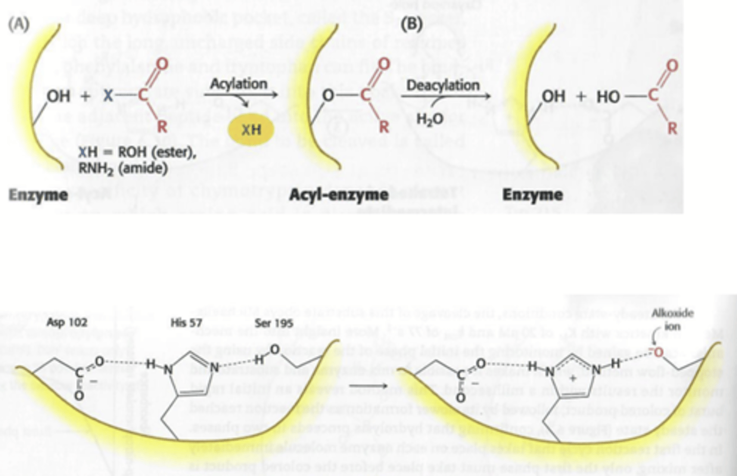 <p>1) de peptidebinding gaat loskomen doordat de koolstof en stikstof uit elkaar worden "getrokken" door de alkoxide groep van serine 195. dan gaat de koolstof gebonden staan met het enzyme en de acyl-enzyme vormen. De binding tussen het substraat en enzyme kunnen uit elkaar worden gehaald door water (hydrolyse). De peptidebinding is uit elkaar gehaald.</p><p>2) Histidine is positief maar gaat worden gestabiliseerd door de negatieve zijketen van aspartaan. Hierdoor kan het de proton van serine opnemen.</p>