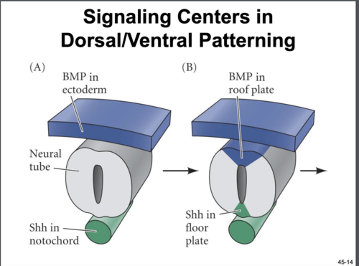 <p>first, induced by sonic hedgehog (shh) secreted by notochord on ventral side/ floor plate</p><p>then, upon neural tube closure, the overlying ectoderm forms a BMP signaling center on the dorsal side/ roof plate</p>